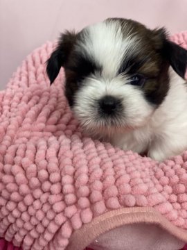 シーズー【香川県・女の子・2022年1月7日・レッド&ホワイト】の写真「お父さんJKCCH ,INT.CH,J.CH」