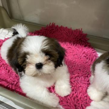 シーズー【香川県・男の子・2022年9月28日・ゴールド&ホワイト】の写真「お父さんはロシア外産ブラックシーズー」