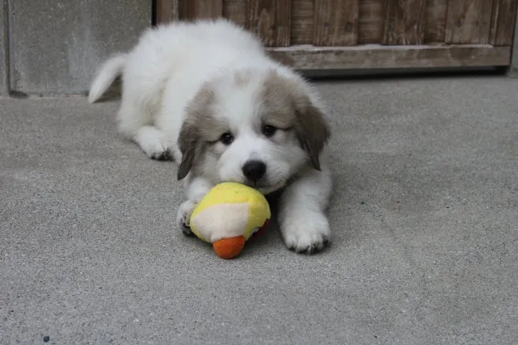 ID:1605-01672の子犬