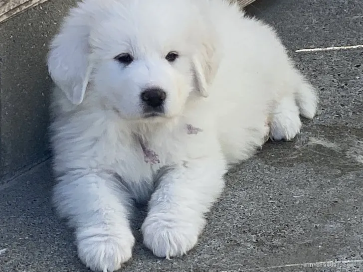 ID：2101-01285の子犬