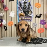 ミニチュアダックスフンド(ロング)【香川県・男の子・2025年6月7日・シェ-デッド・レッド】の写真5