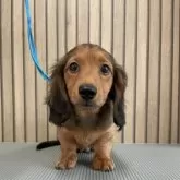 ミニチュアダックスフンド(ロング)【香川県・男の子・2025年6月7日・シェ-デッド・レッド】の写真10