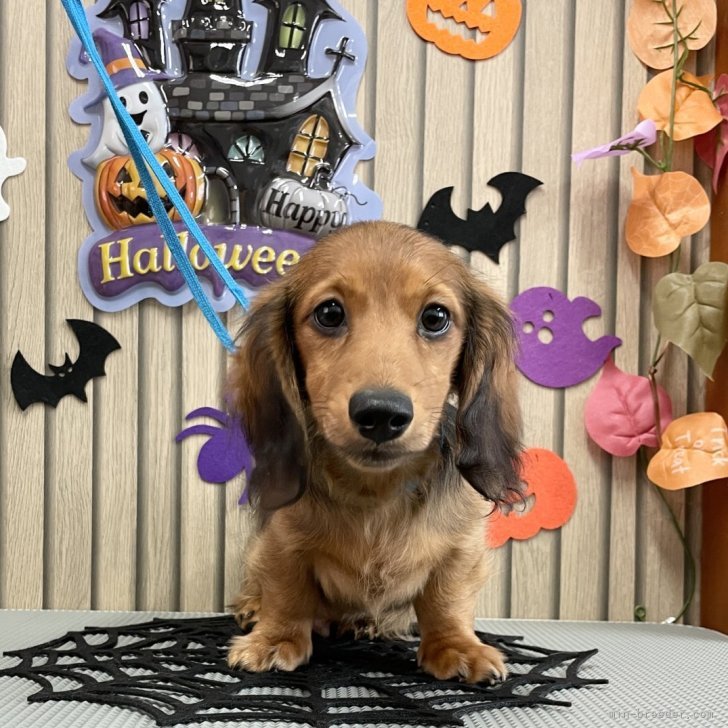 ブリーダー画像