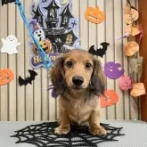 ミニチュアダックスフンド(ロング)【香川県・男の子・2025年6月7日・シェ-デッド・レッド】の写真4