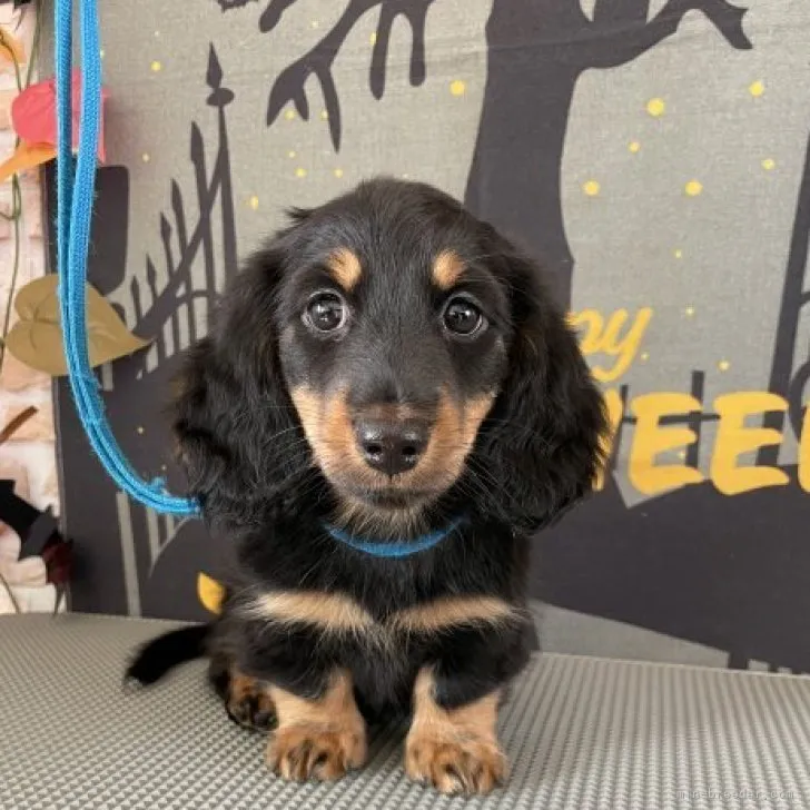 ID：2309-03541の子犬