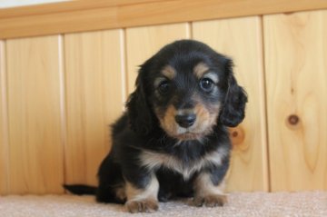 ミニチュアダックスフンド(ロング)【香川県・男の子・2014年4月18日・ブラック タン】の写真「兄弟の中でも、おっとりした男の子です。」