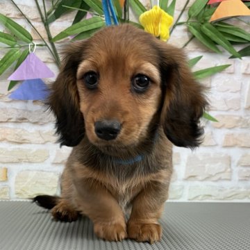 ミニチュアダックスフンド(ロング)【香川県・女の子・2024年4月9日・シェ-デッド・レッド】の写真「愛想の良い 可愛い女の子」