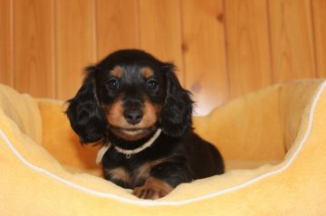 ミニチュアダックスフンド(ロング)【香川県・女の子・2015年7月8日・ブラック・タン】の写真「おっとりした女の子です」