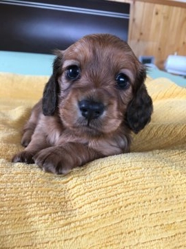 ミニチュアダックスフンド(ロング)【香川県・女の子・2017年5月26日・レッド】の写真「おっとりした可愛い女の子」