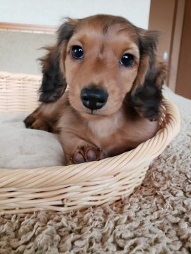 ミニチュアダックスフンド(ロング)【香川県・男の子・2020年3月1日・シェ-デッド・レッド】の写真「食欲旺盛で元気な男の子」