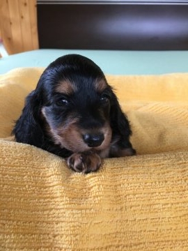 ミニチュアダックスフンド(ロング)【香川県・女の子・2017年5月26日・ブラック・タン】の写真「愛想の良い可愛い女の子」