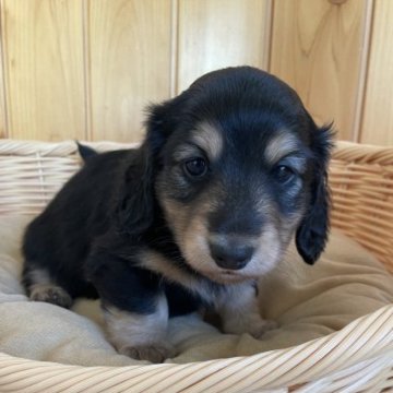 ミニチュアダックスフンド(ロング)【香川県・男の子・2023年9月27日・ブラック・イエロ-】の写真「好奇心旺盛な男の子」