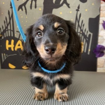 ミニチュアダックスフンド(ロング)【香川県・男の子・2023年8月19日・ブラック・タン】の写真「可愛い男の子」