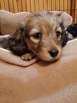 ミニチュアダックスフンド(ロング)【香川県・女の子・2015年11月15日・シェーデットクリーム】の写真「」