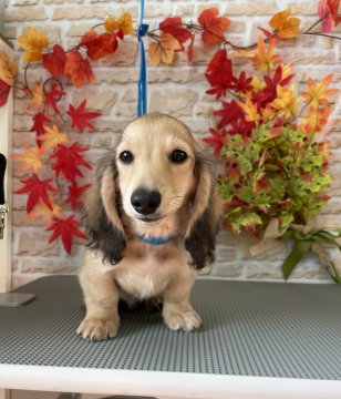 ミニチュアダックスフンド(ロング)【香川県・男の子・2021年8月21日・シェ-デッド・イエロ-】の写真「ダックス専門犬舎🐾元気で愛想の良い男の子」