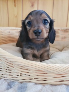 ミニチュアダックスフンド(ロング)【香川県・女の子・2021年4月15日・シェ-デッド・レッド】の写真「好奇心旺盛で活発な女の子」