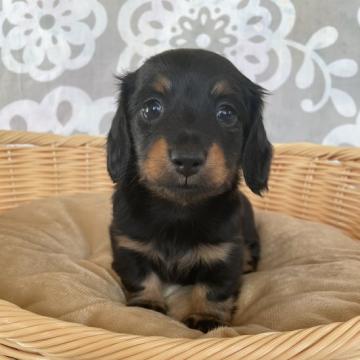 ミニチュアダックスフンド(ロング)【香川県・女の子・2022年7月30日・ブラックタン】の写真「小ぶりで目がクリクリの女の子」