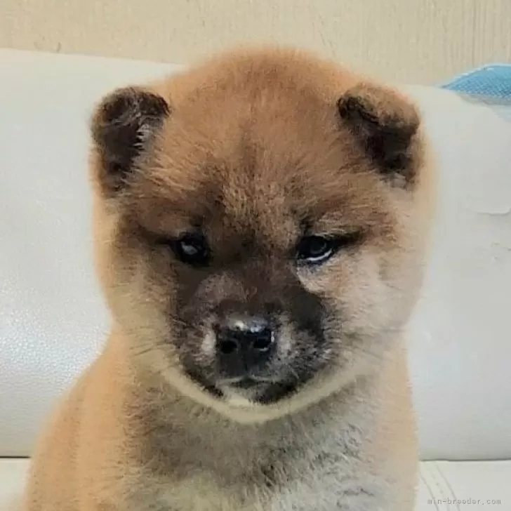 ID:2501-02514の子犬