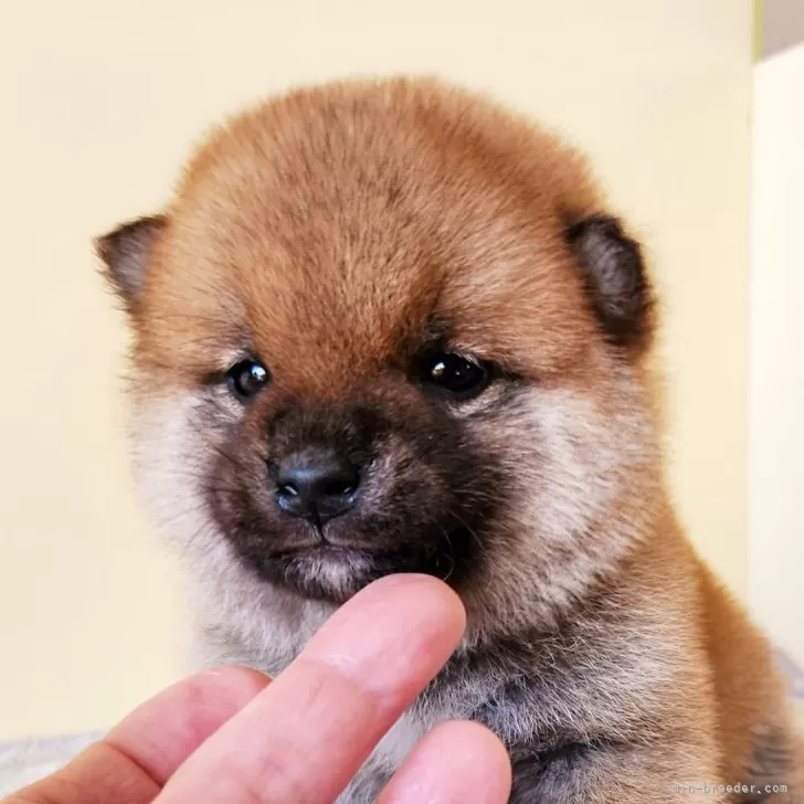 ID:2501-00249の子犬