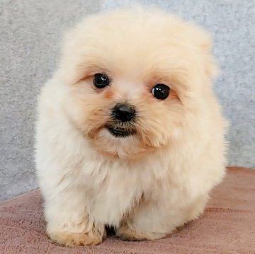 ポメプー(ポメラニアン×トイプードル)【茨城県・男の子・2025年10月21日・クリーム(ベージュ)】の写真「モフモフで小さいサイズの男の子」