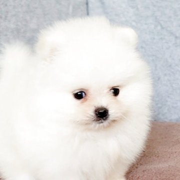 ポメラニアン【茨城県・男の子・2025年5月13日・クリーム】の写真「父親韓国直輸入 母親台湾ポメ系統」