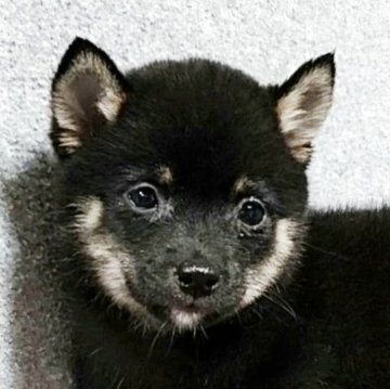 柴犬(豆柴)【茨城県・男の子・2025年6月5日・黒】の写真「完璧豆柴サイズです 健康状態異常無し」