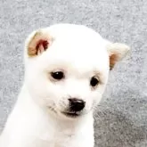 豆柴