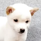 豆柴