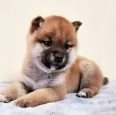 柴犬(標準サイズ)【茨城県・男の子・2024年11月20日・赤】の写真8