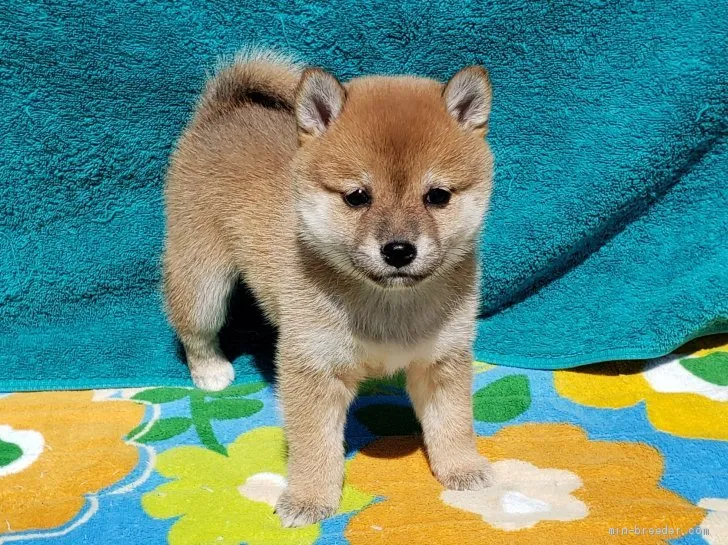 ID：2004-01183の子犬