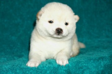 柴犬(豆柴)【茨城県・女の子・2018年1月13日・白】の写真「たぬき顔の白豆柴です」