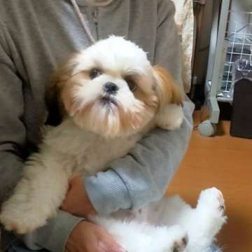 シーズー【茨城県・男の子・2025年6月6日・ゴールド&ホワイト】の写真「笑顔が可愛い男の子」