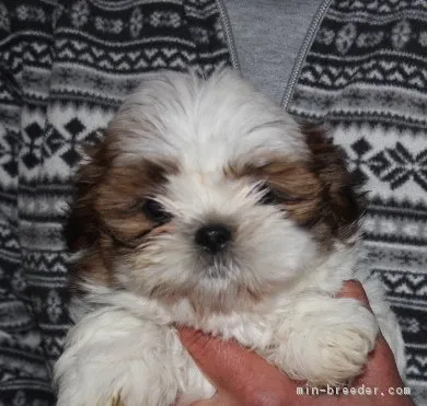 ID:1711-02102の子犬