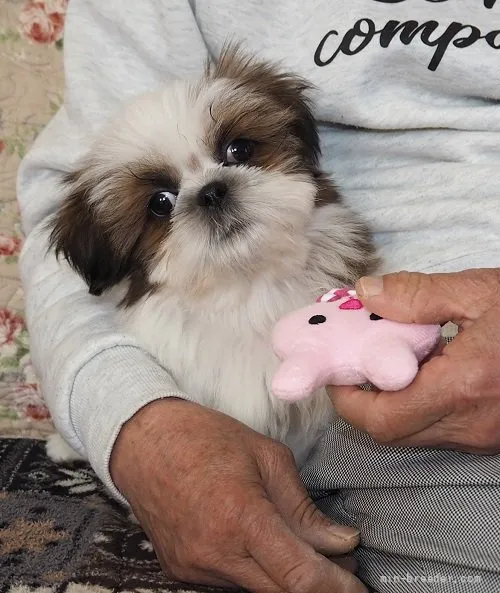 ID:2112-00360の子犬