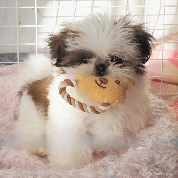 ID:2111-03875の子犬