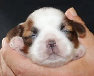 ID:1609-00577の子犬
