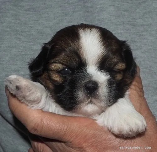 ID:1911-00788の子犬