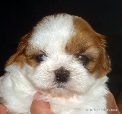 ID:1507-01123の子犬