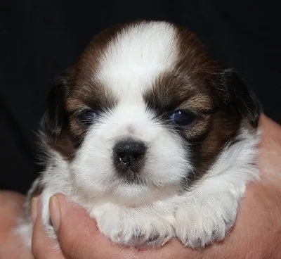 ID:1408-01140の子犬