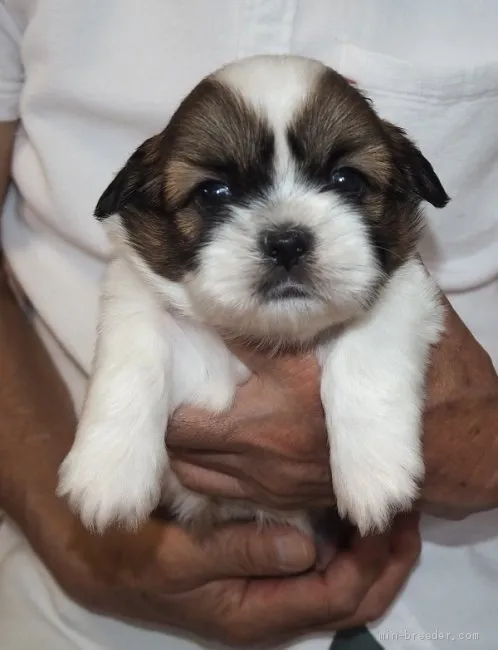 ID：2106-01463の子犬