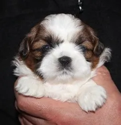 ID：1611-00026の子犬
