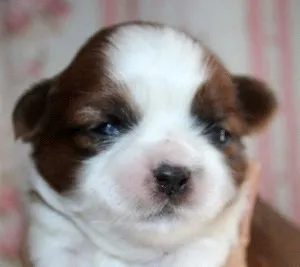 ID：1509-00622の子犬