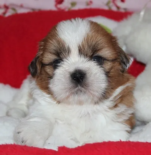 ID：1408-01136の子犬