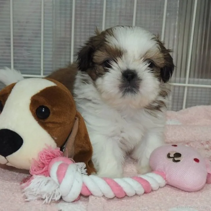 Y.K 様のお迎えした子犬