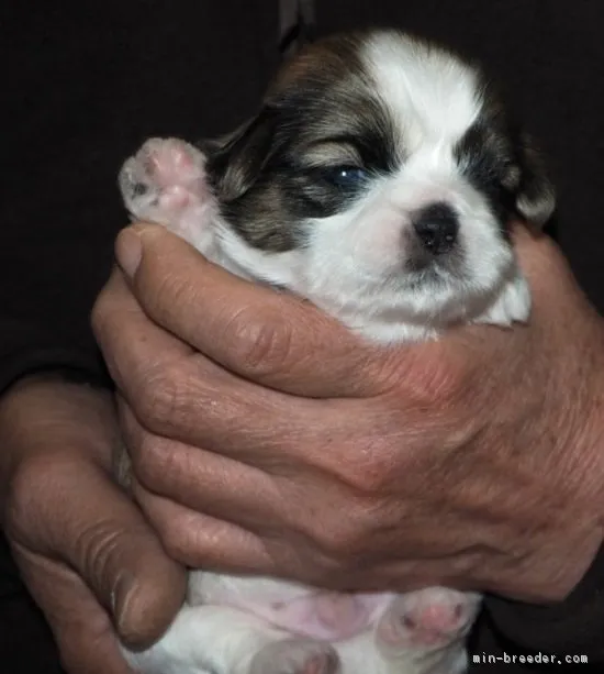 ID:1902-00633の子犬