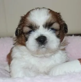 ID：1605-01463の子犬