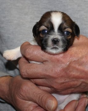 シーズー【茨城県・男の子・2020年11月5日・ゴールド&ホワイト】の写真「目が開き始めました」