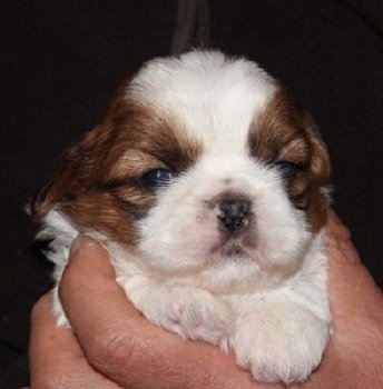 シーズー【茨城県・男の子・2016年1月18日・ゴールド&ホワイト】の写真「丸々太った男の子です♪」