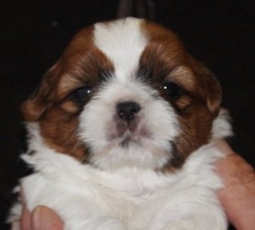 シーズー【茨城県・男の子・2016年1月18日・ゴールド&ホワイト】の写真「優しい顔立ちの男の子です」