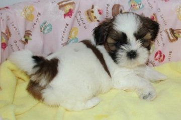 シーズー【茨城県・男の子・2015年9月1日・ゴールド&ホワイト】の写真「コロコロの男の子父親チャンピオン」